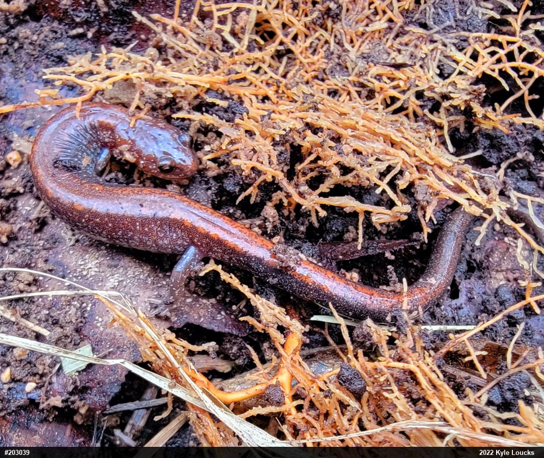 Eastern Red-backed  Salamander