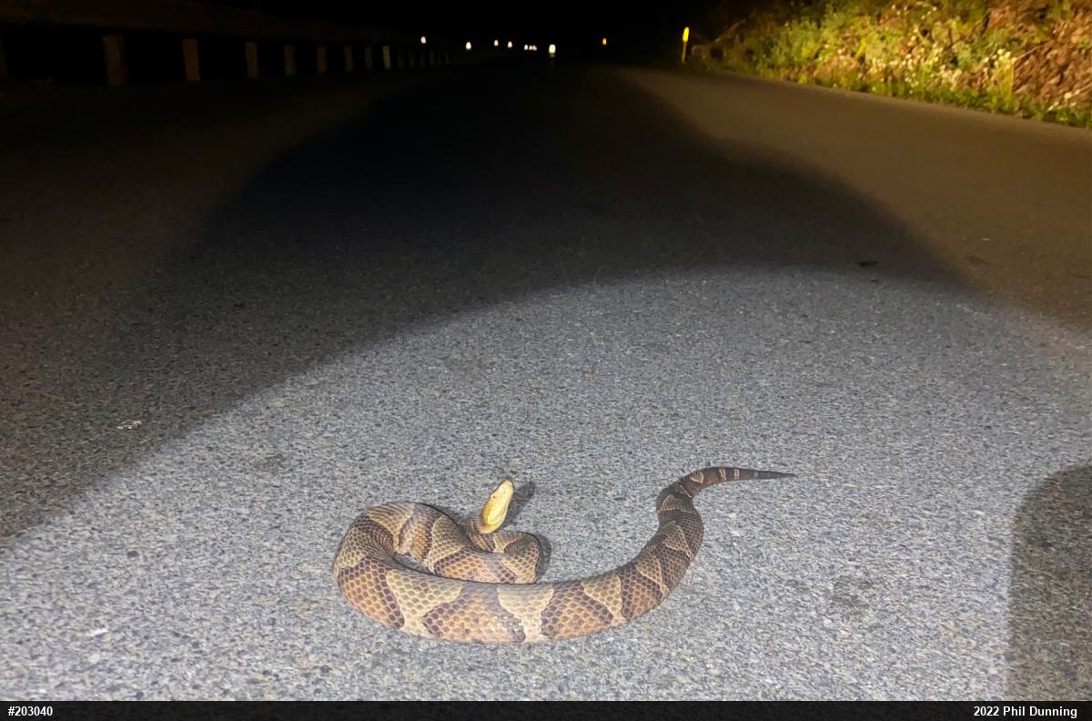 Northern Copperhead