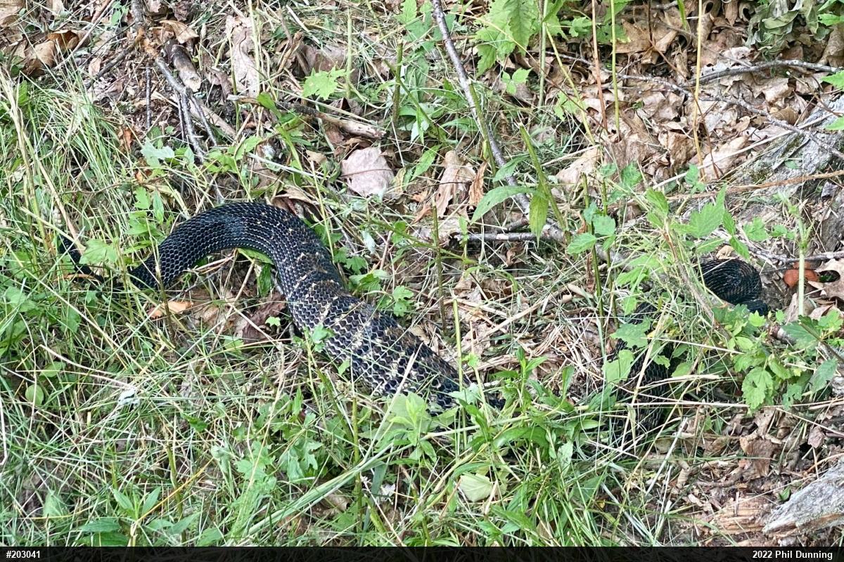 Timber Rattlesnake