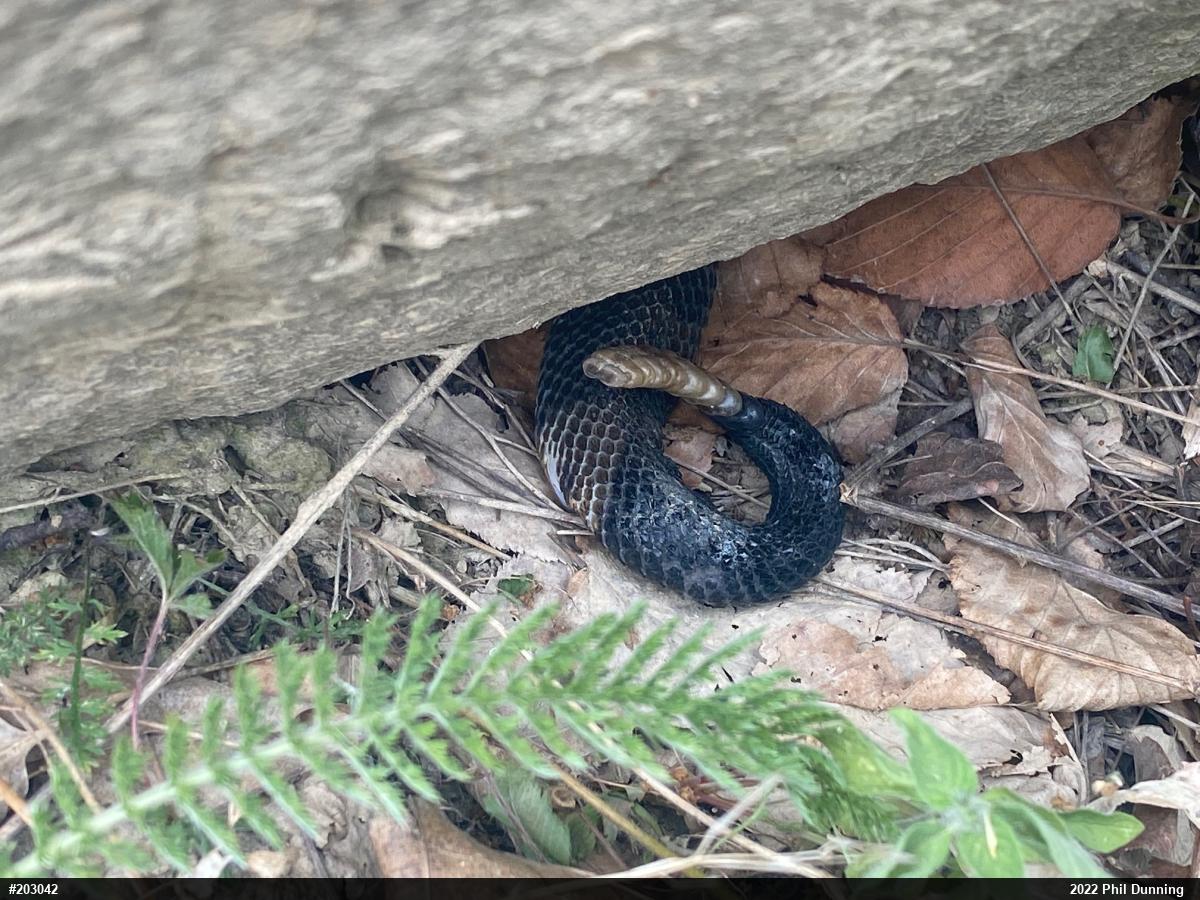 Timber Rattlesnake