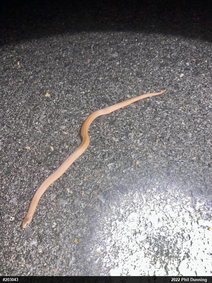 Mountain Earthsnake