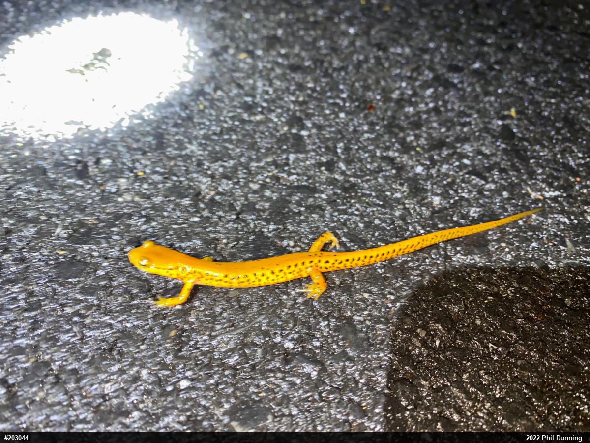 Eastern Long-tailed Salamander