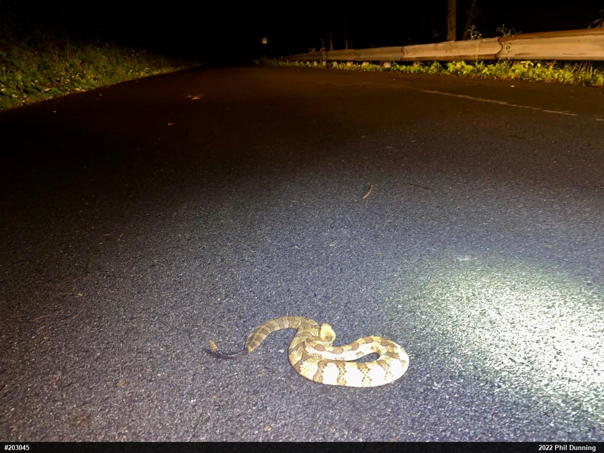 Timber Rattlesnake