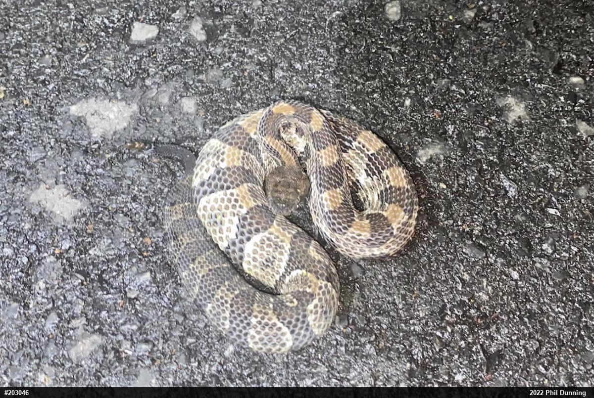 Timber Rattlesnake