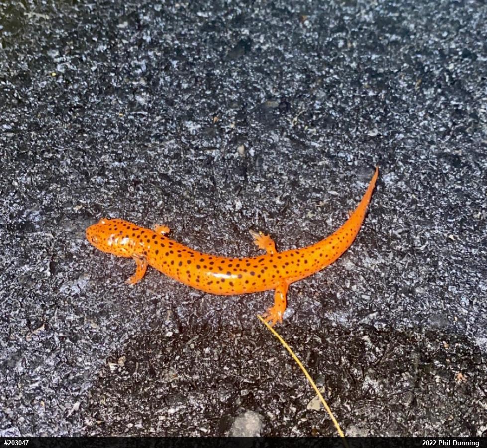 Northern Red Salamander
