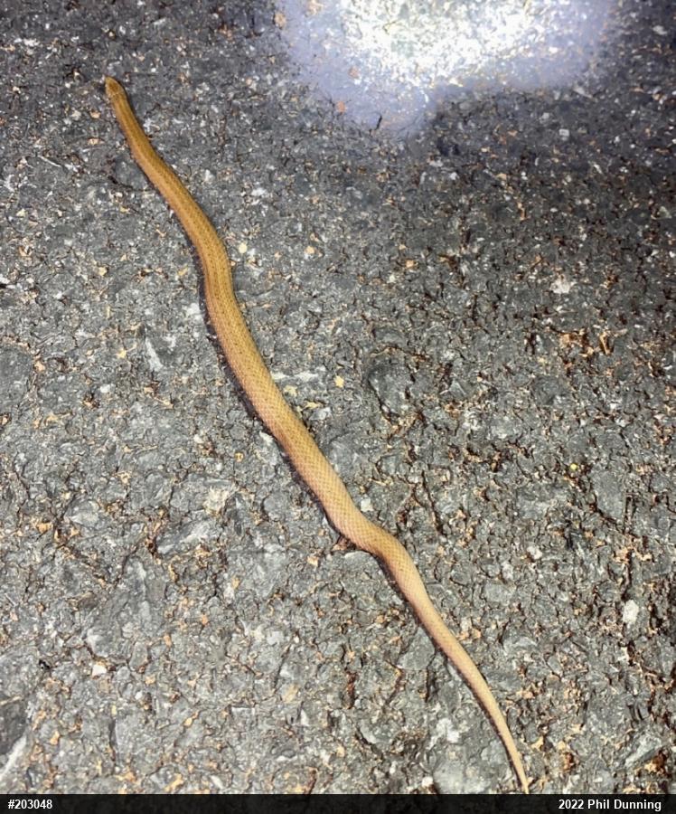 Mountain Earthsnake
