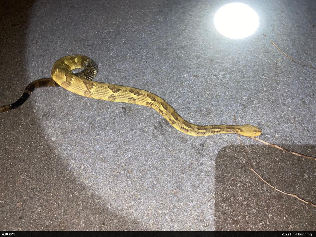 Timber Rattlesnake