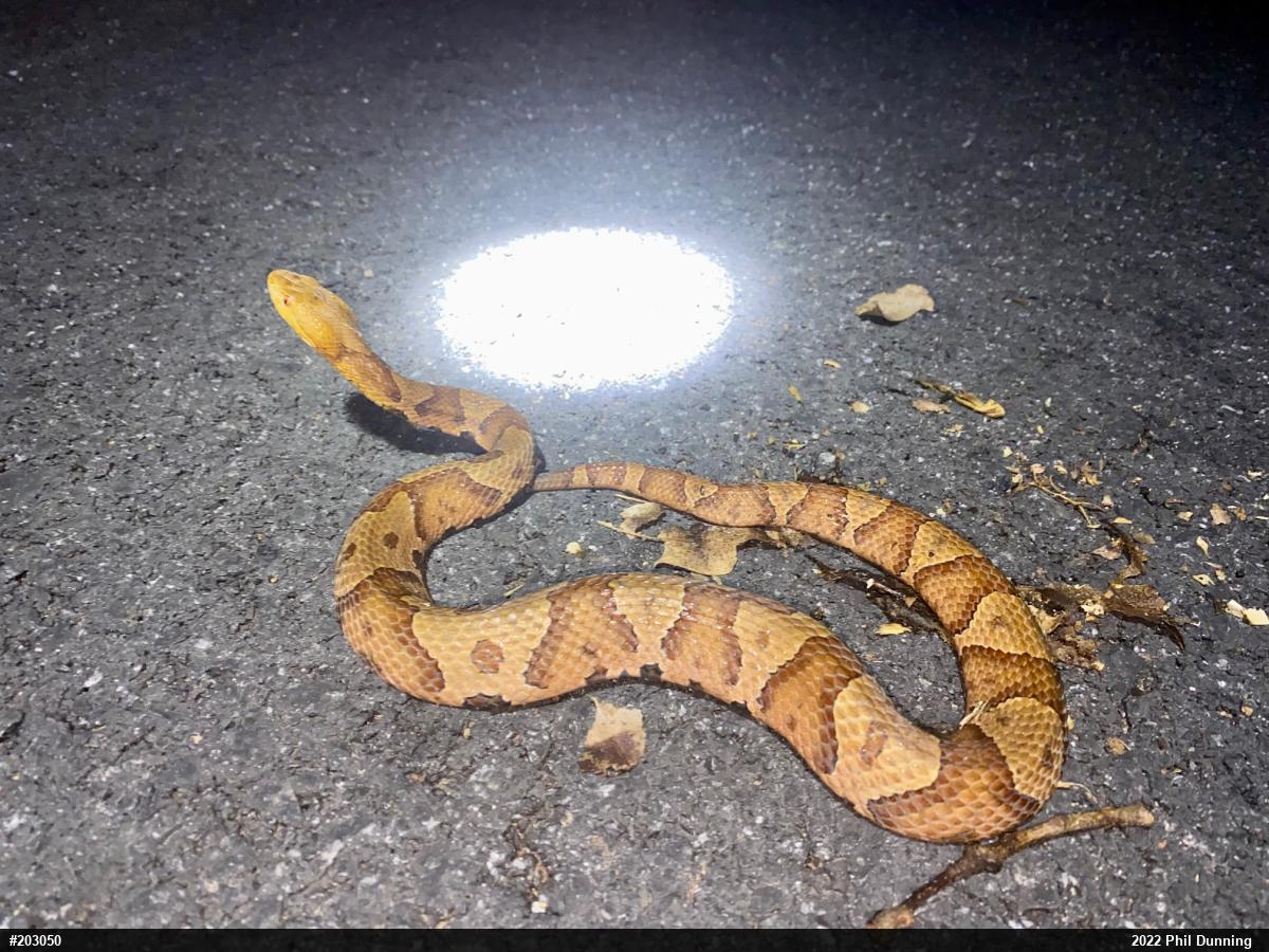 Northern Copperhead