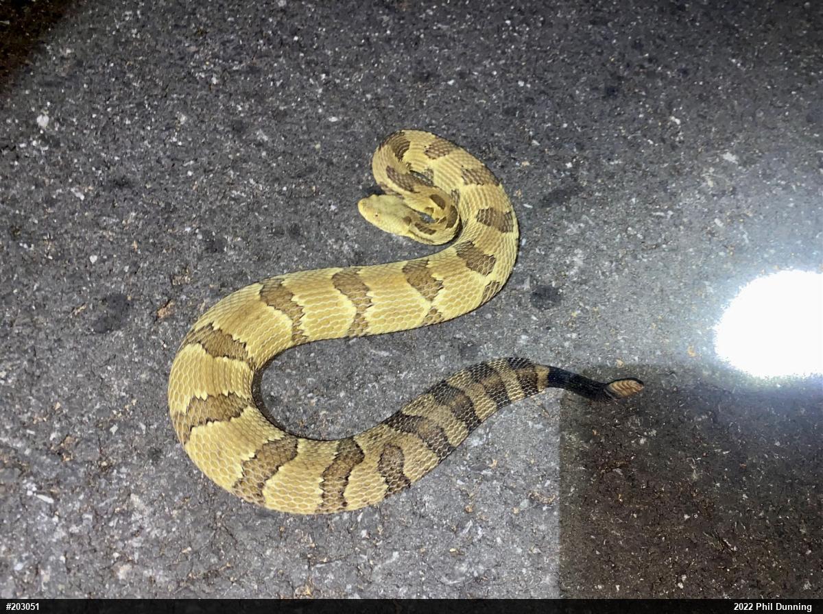 Timber Rattlesnake