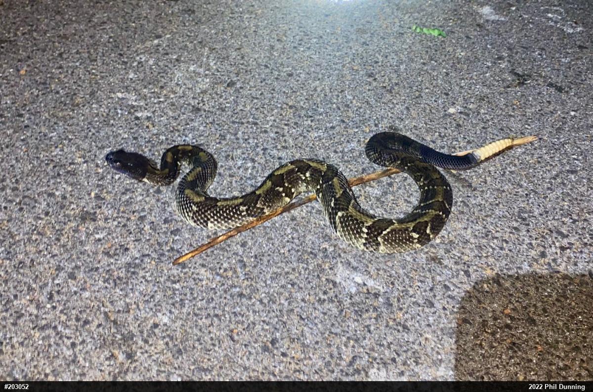 Timber Rattlesnake