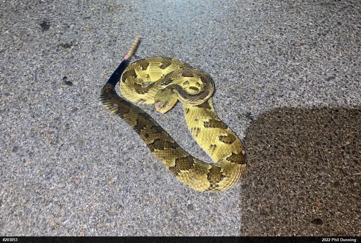Timber Rattlesnake