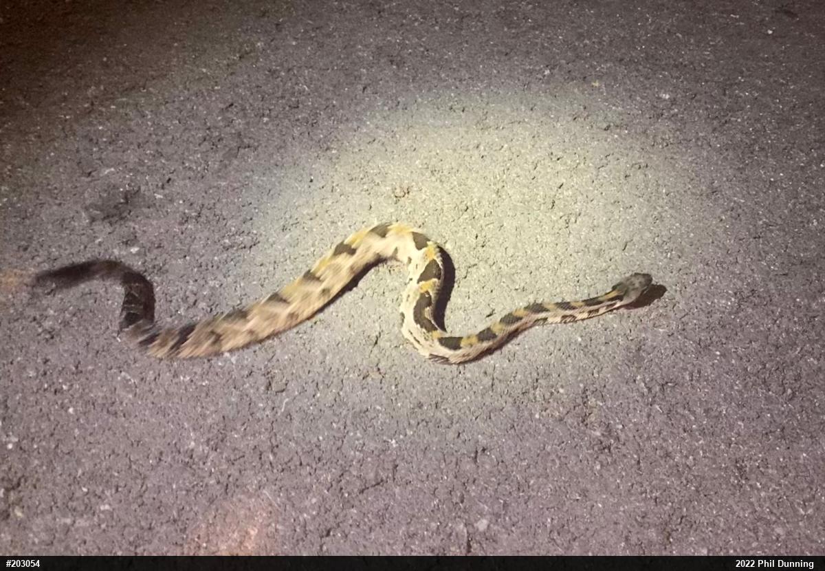 Timber Rattlesnake