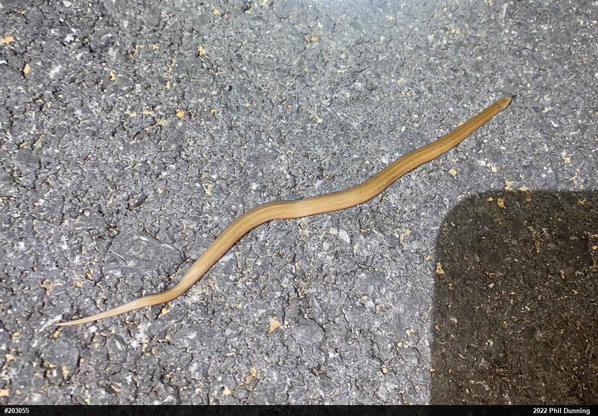 Mountain Earthsnake
