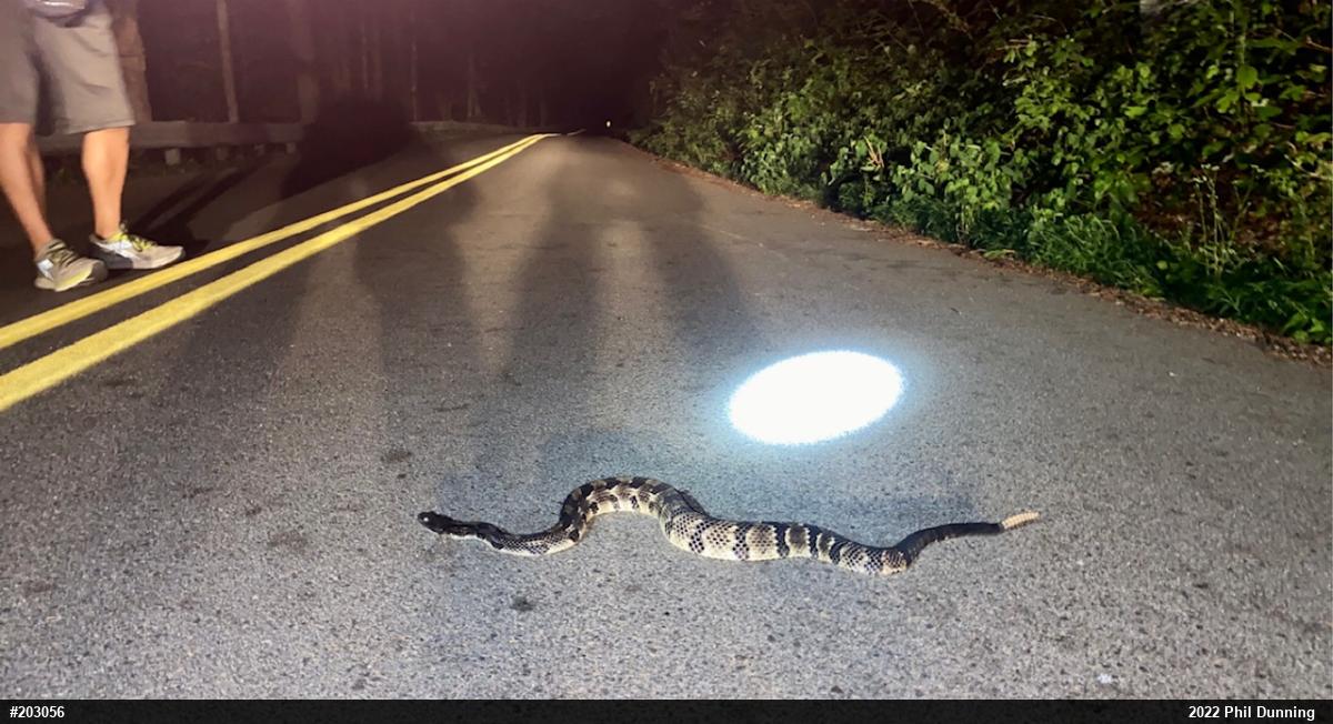 Timber Rattlesnake