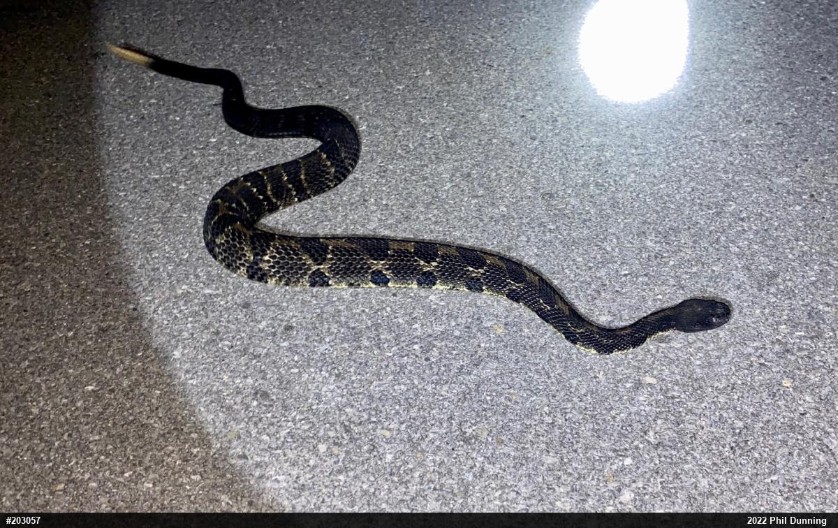 Timber Rattlesnake