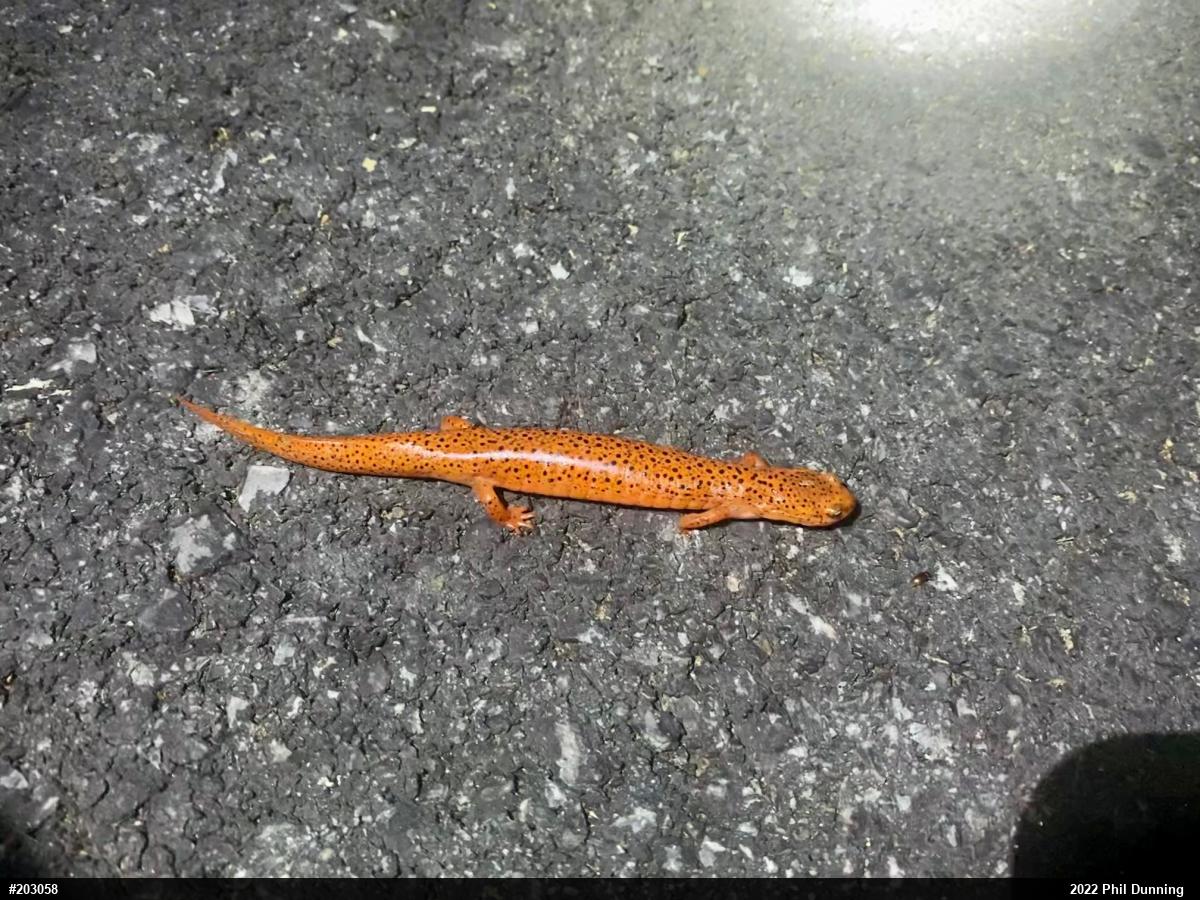 Northern Red Salamander
