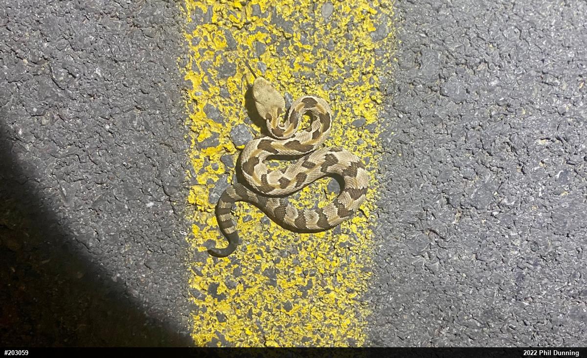 Timber Rattlesnake