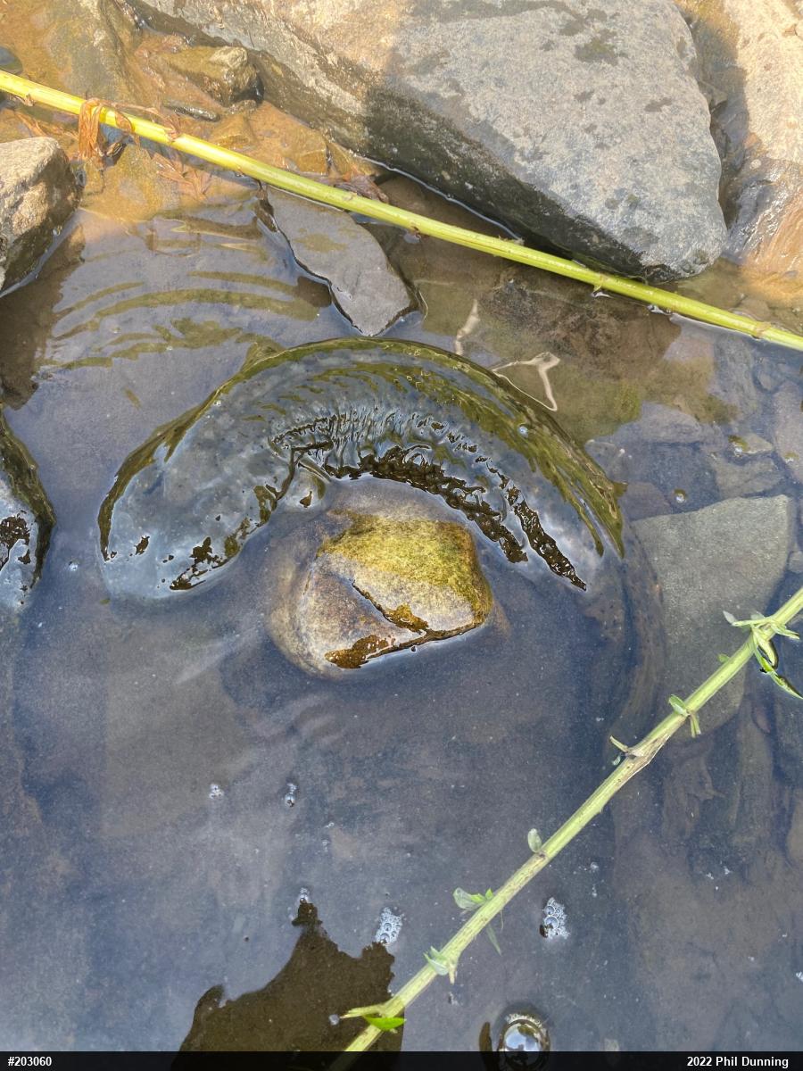 Eastern Hellbender