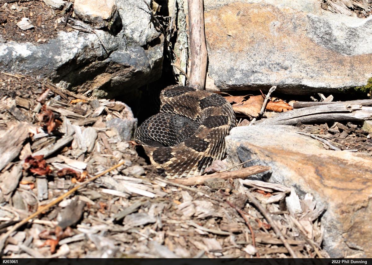 Timber Rattlesnake