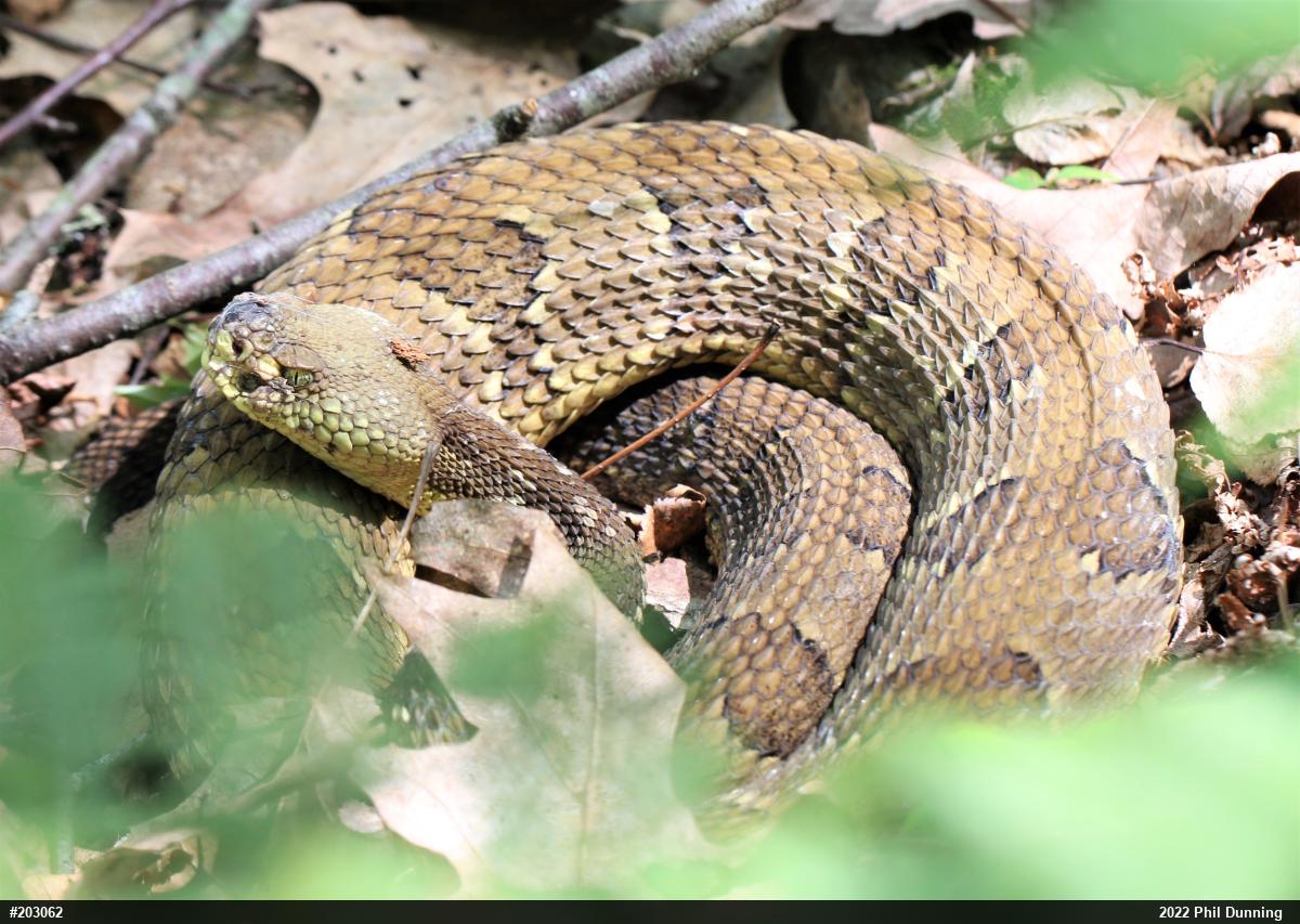 Timber Rattlesnake