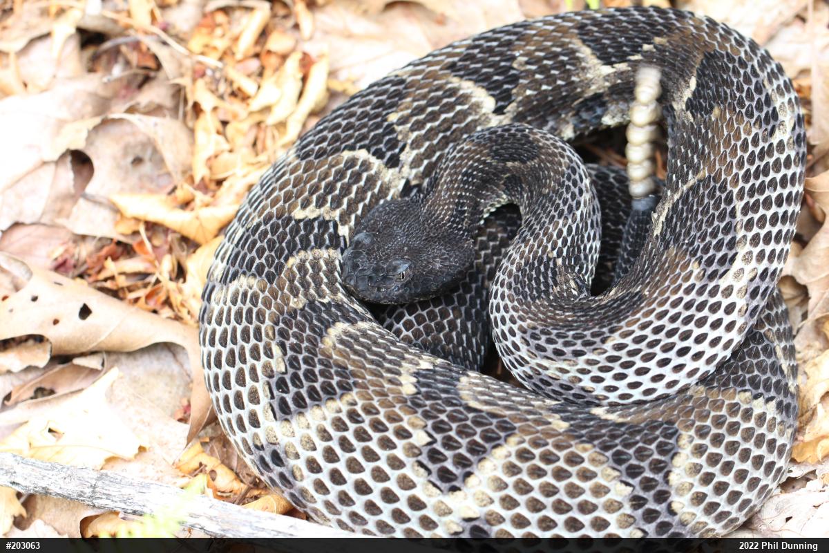 Timber Rattlesnake