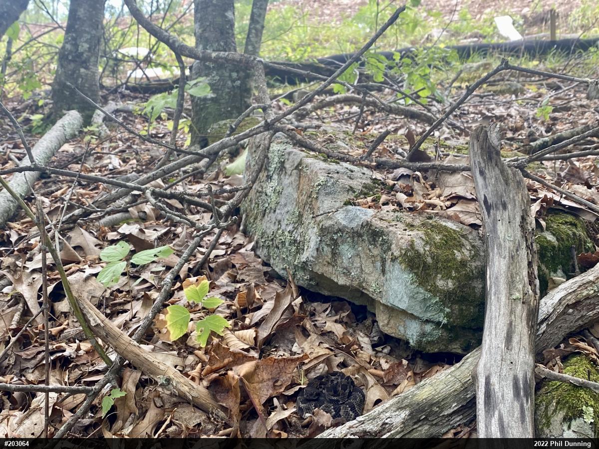 Timber Rattlesnake