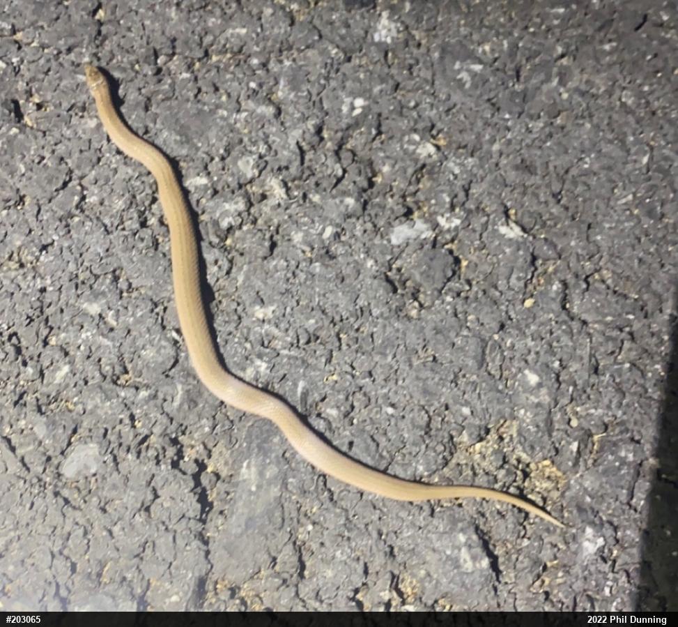 Mountain Earthsnake