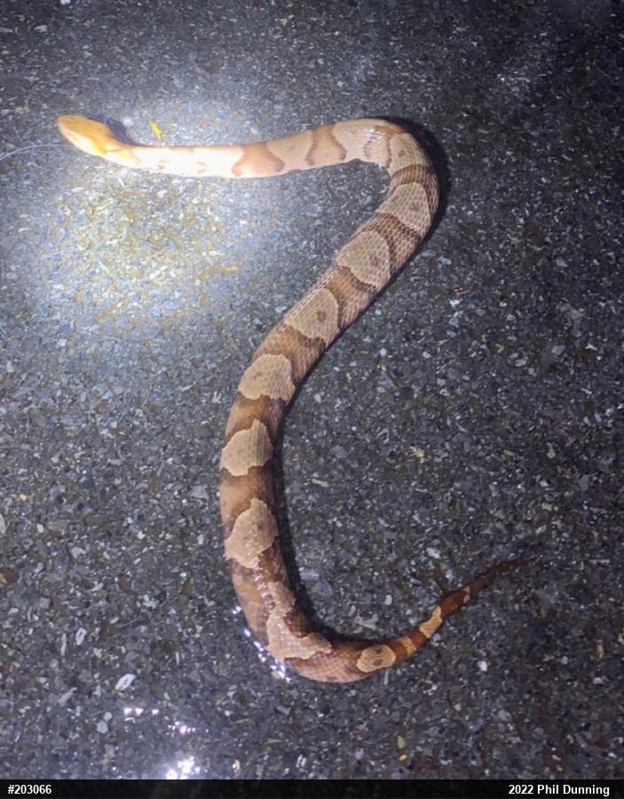 Northern Copperhead