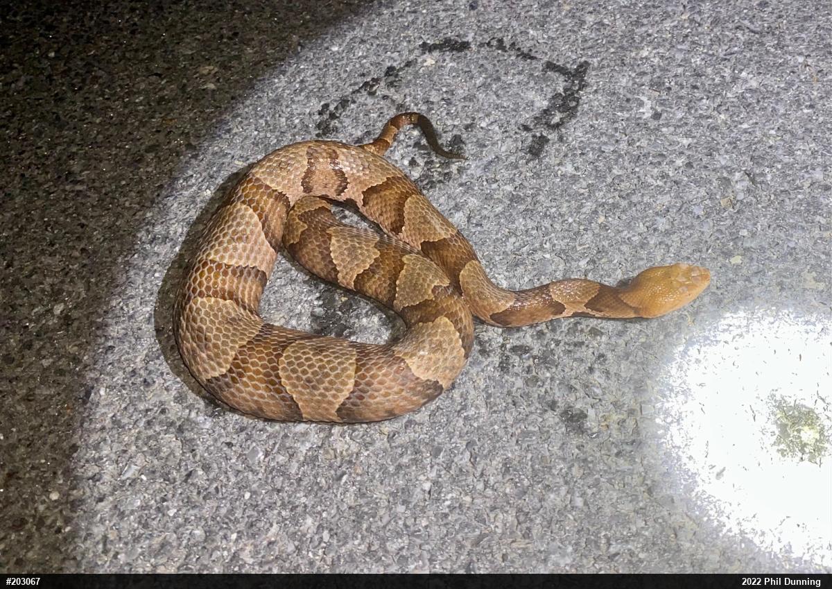 Northern Copperhead