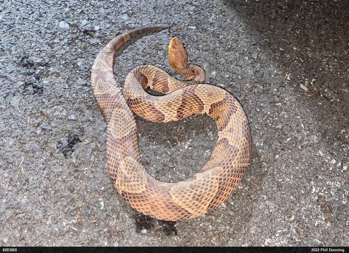 Northern Copperhead