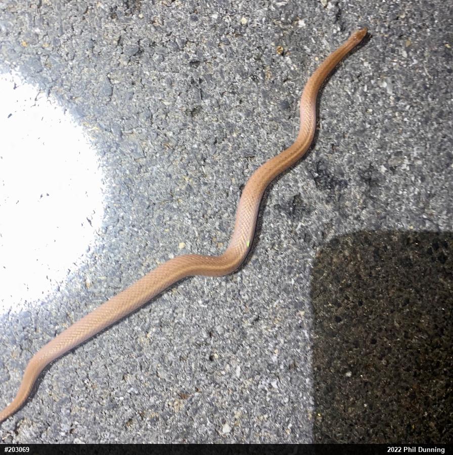 Mountain Earthsnake