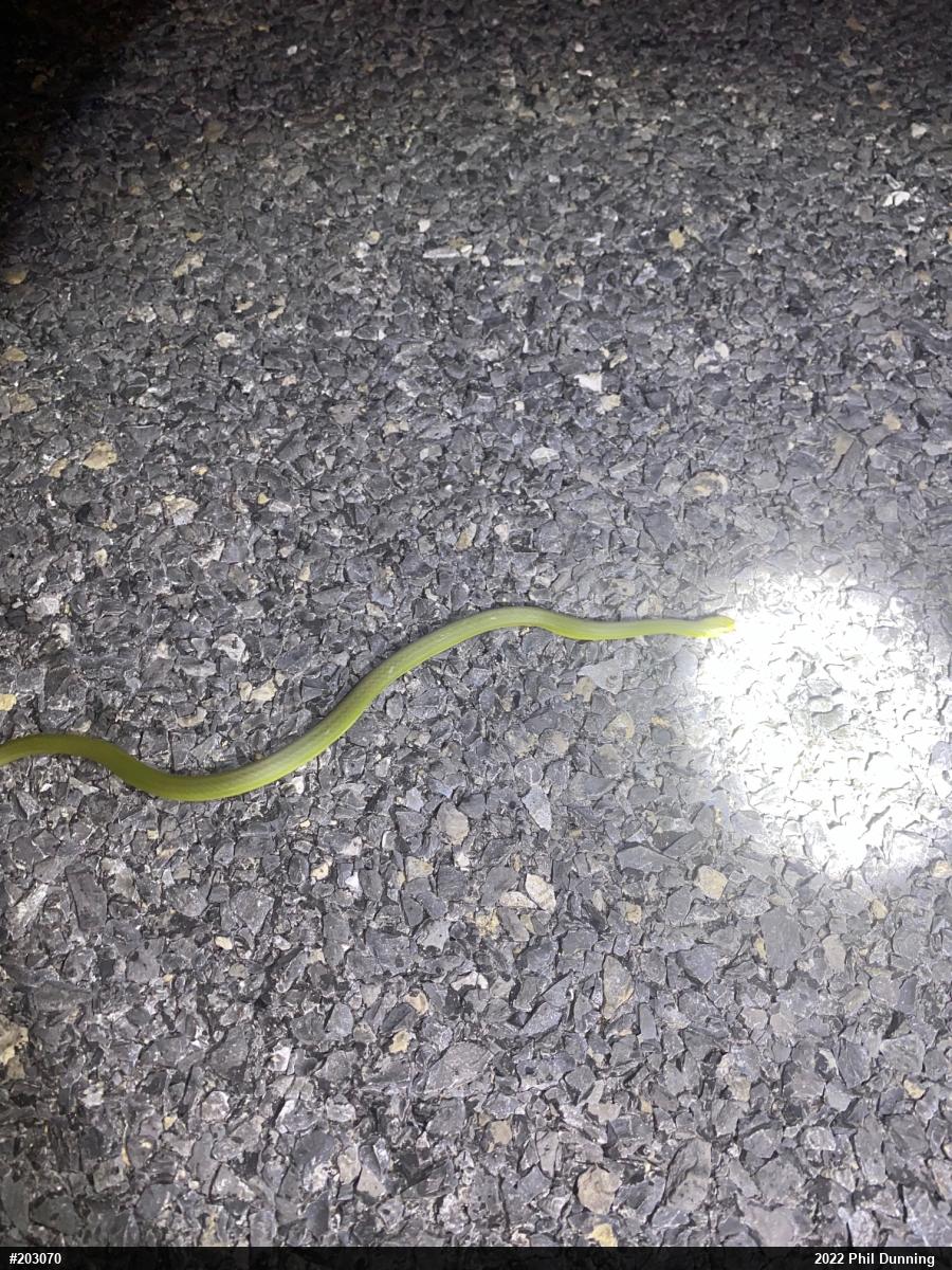 Smooth Greensnake