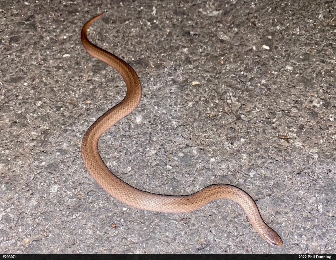 Mountain Earthsnake