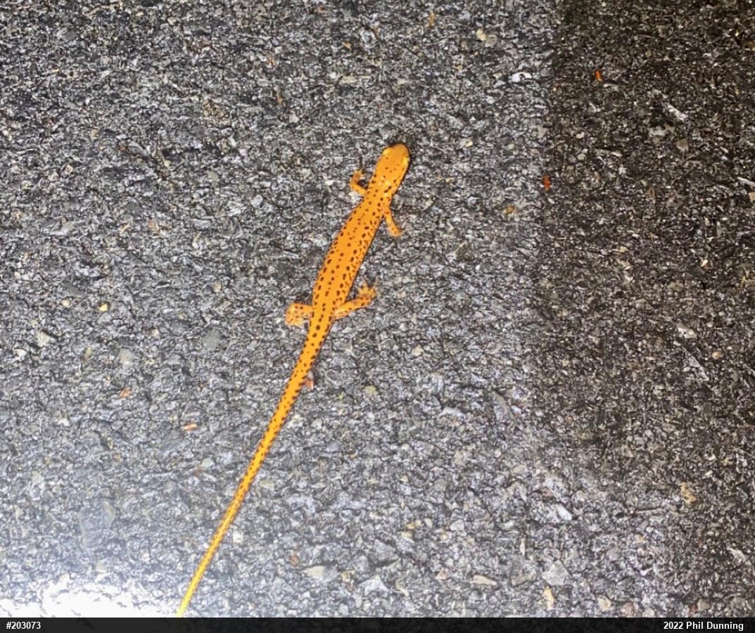 Eastern Long-tailed Salamander