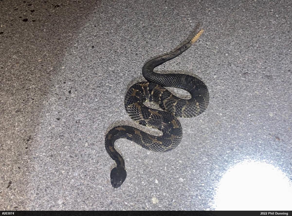 Timber Rattlesnake