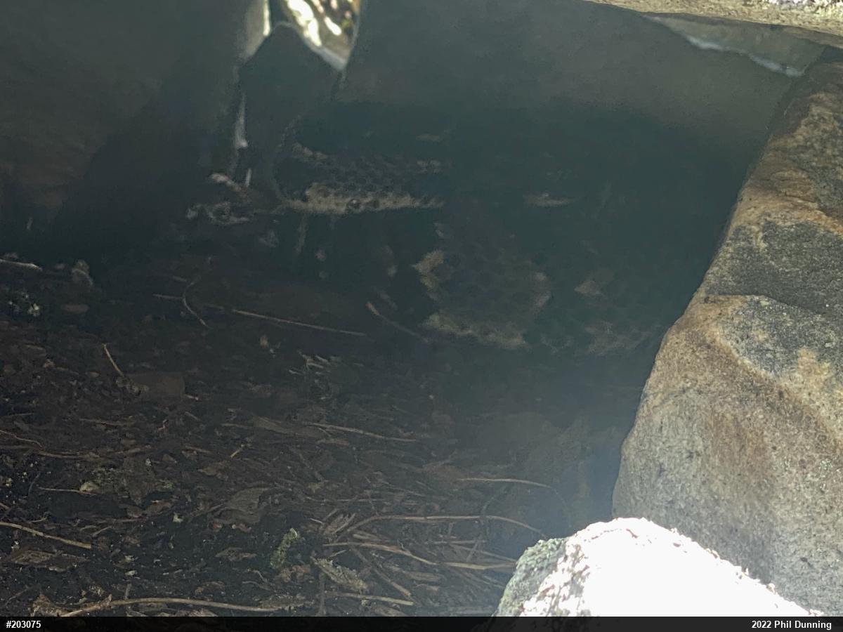 Timber Rattlesnake