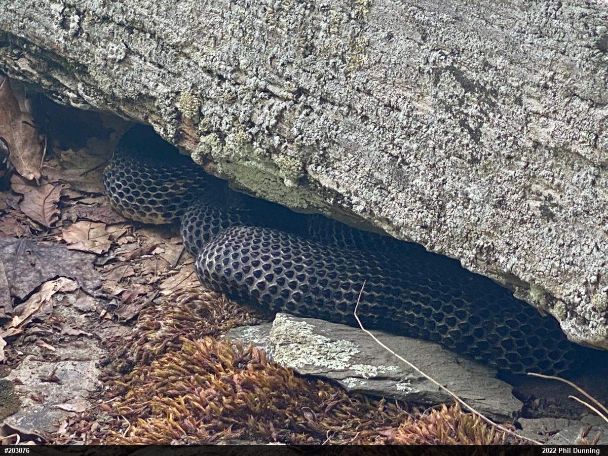 Timber Rattlesnake