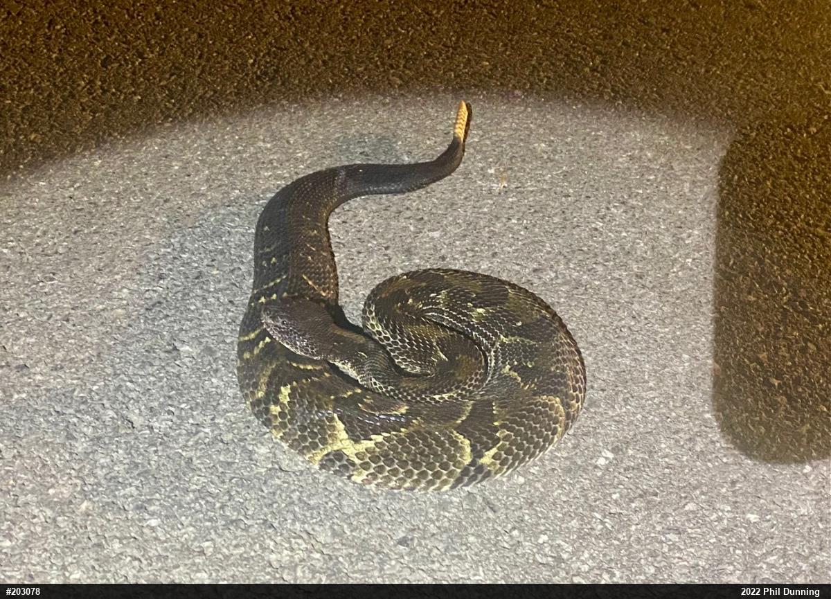 Timber Rattlesnake