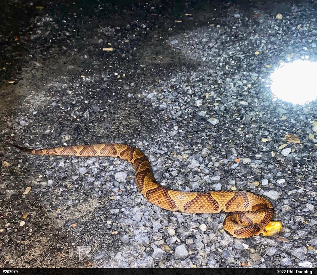 Northern Copperhead