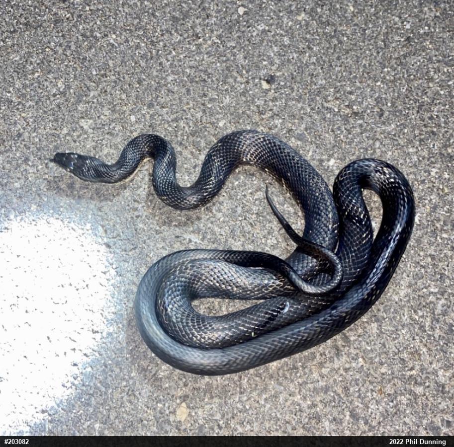 Eastern Ratsnake