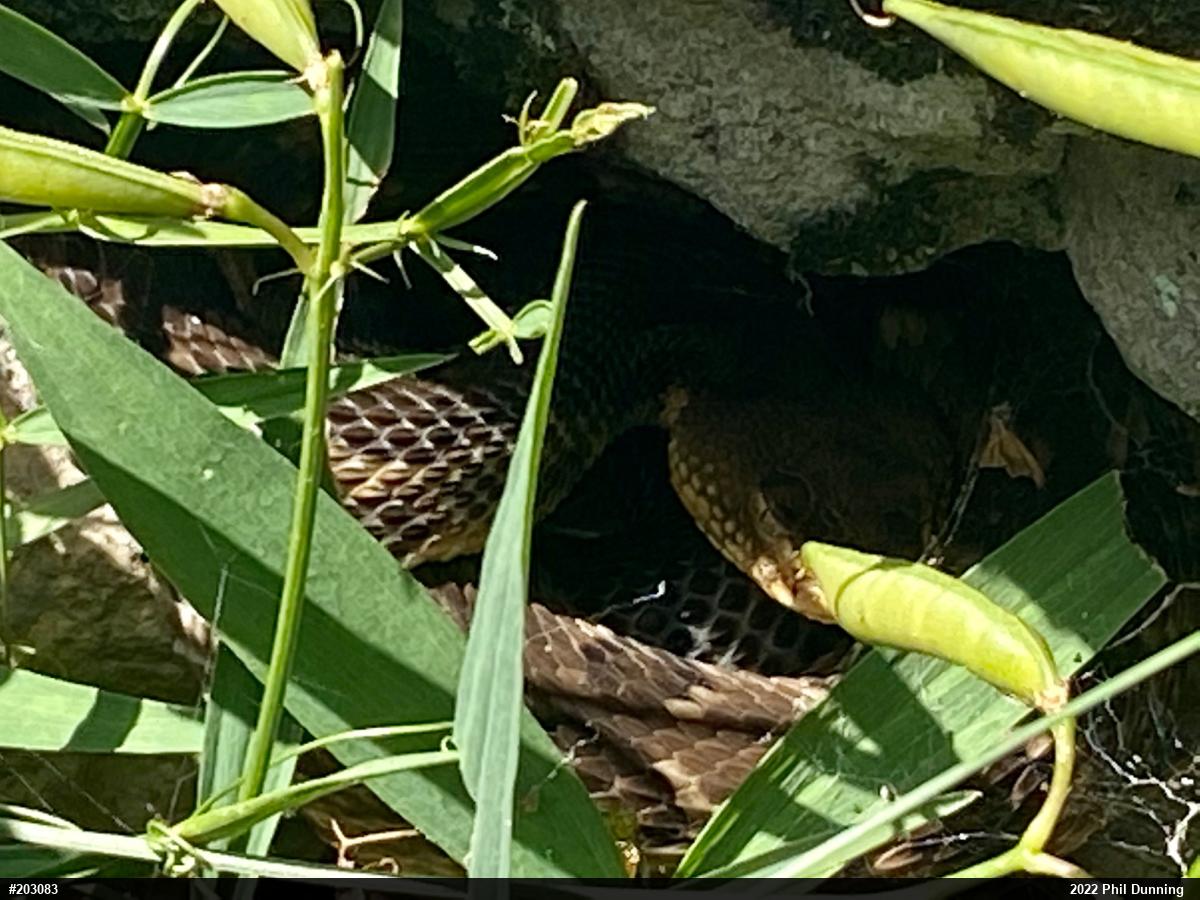 Timber Rattlesnake