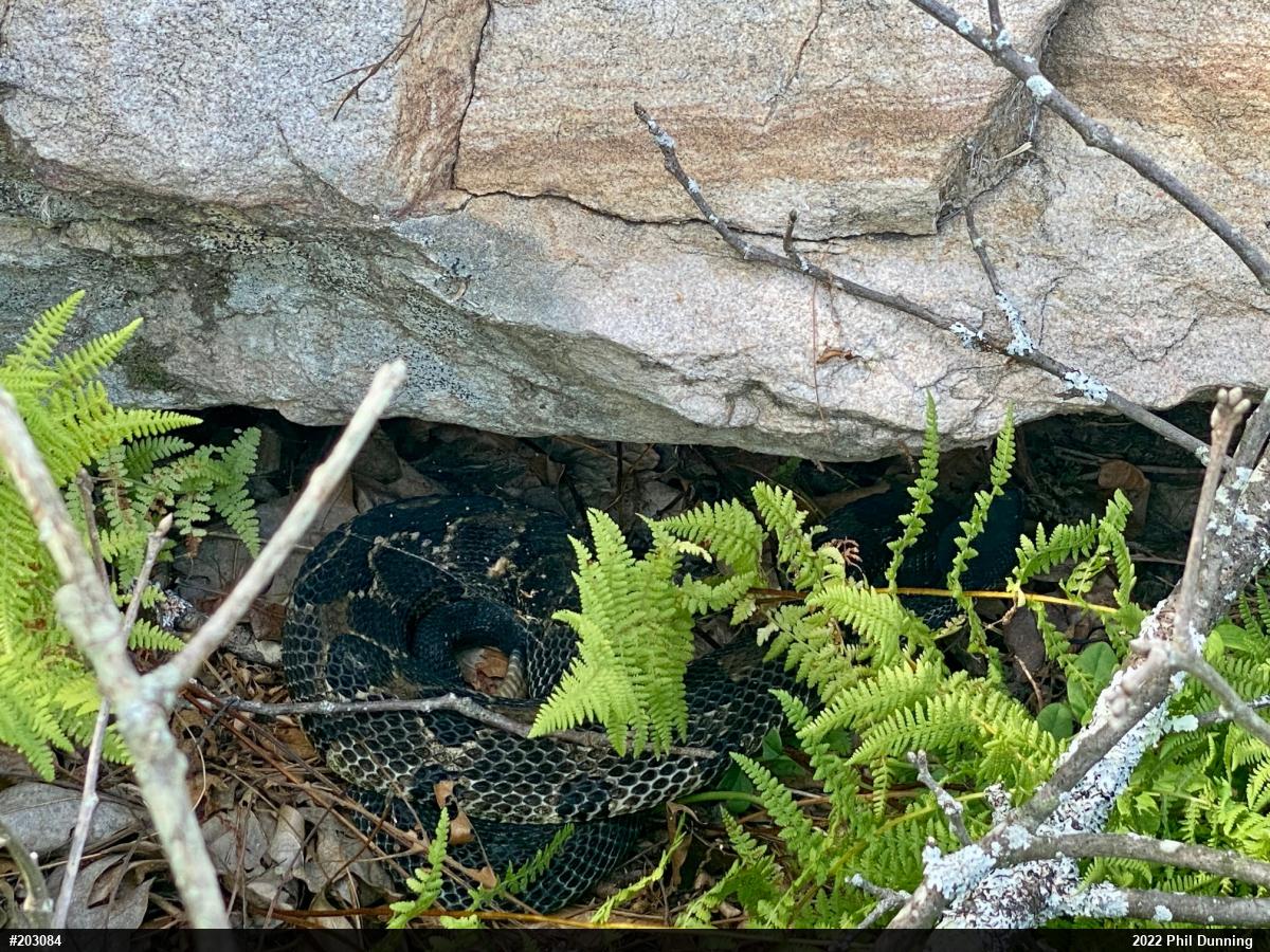 Timber Rattlesnake