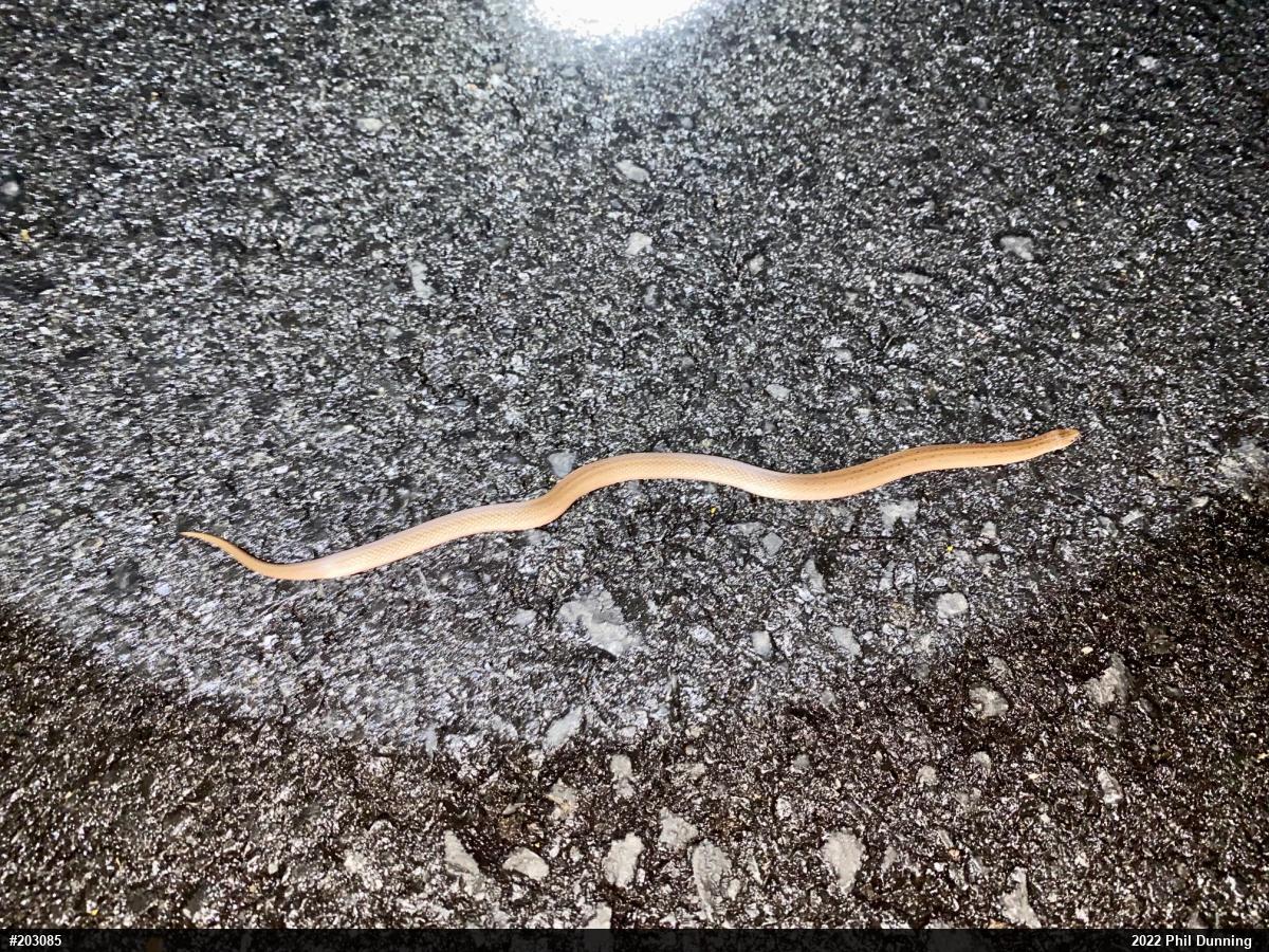 Mountain Earthsnake