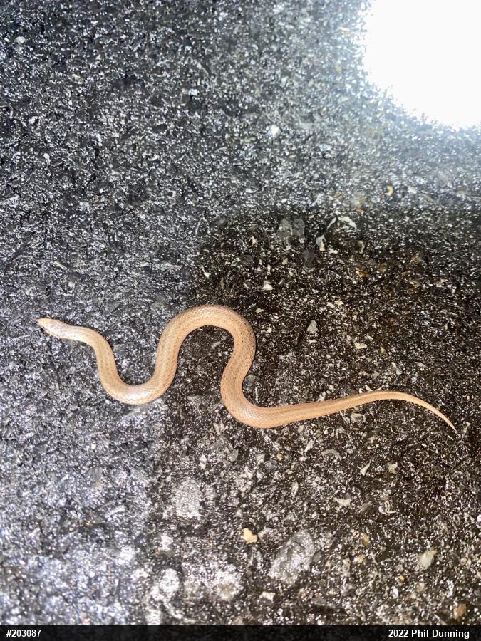 Mountain Earthsnake