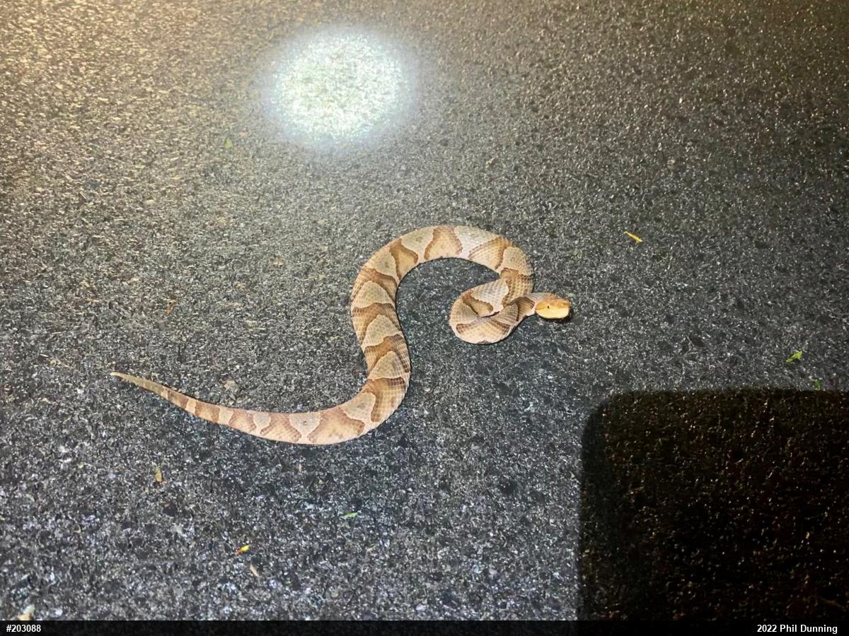 Northern Copperhead