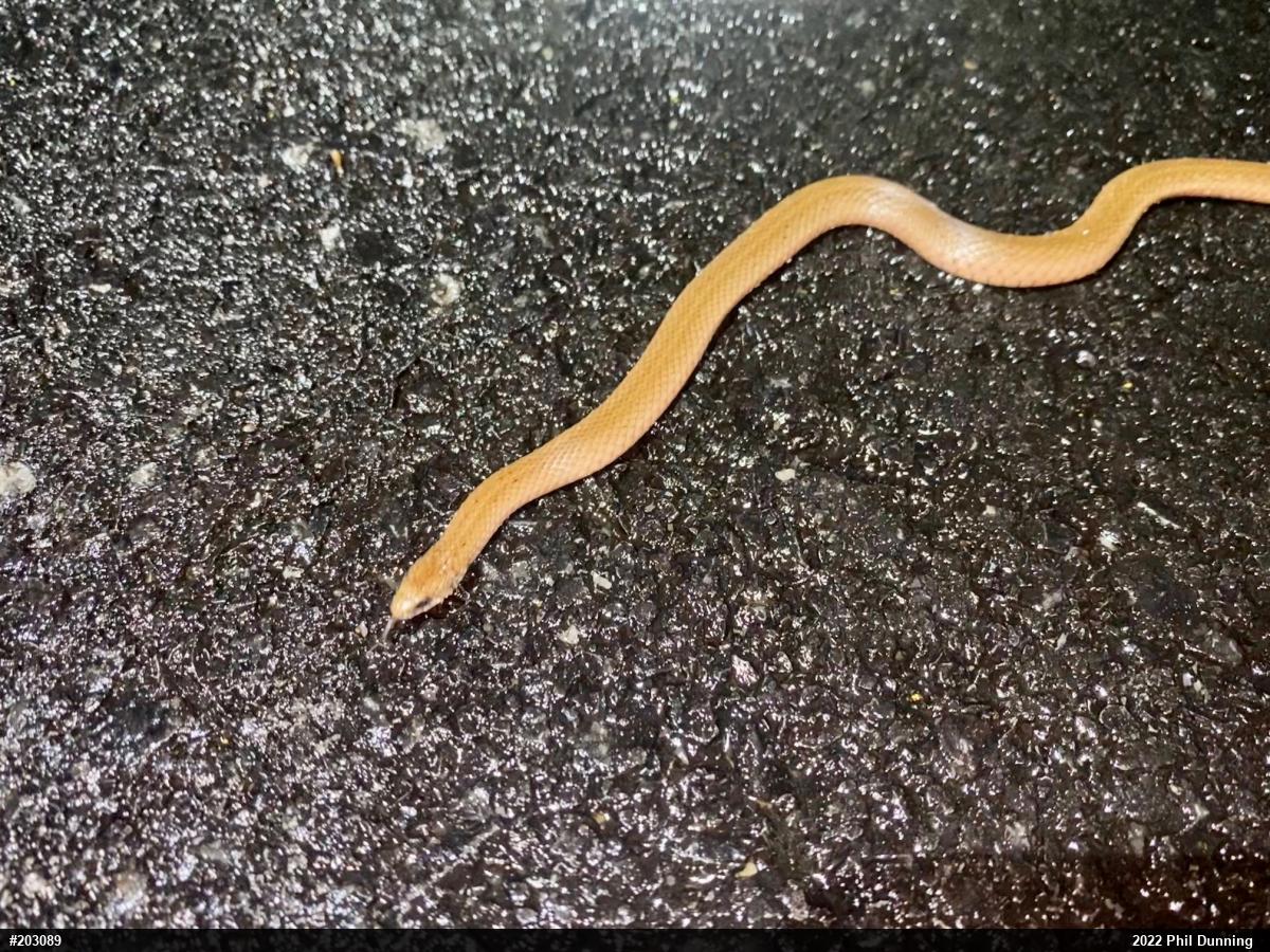 Mountain Earthsnake