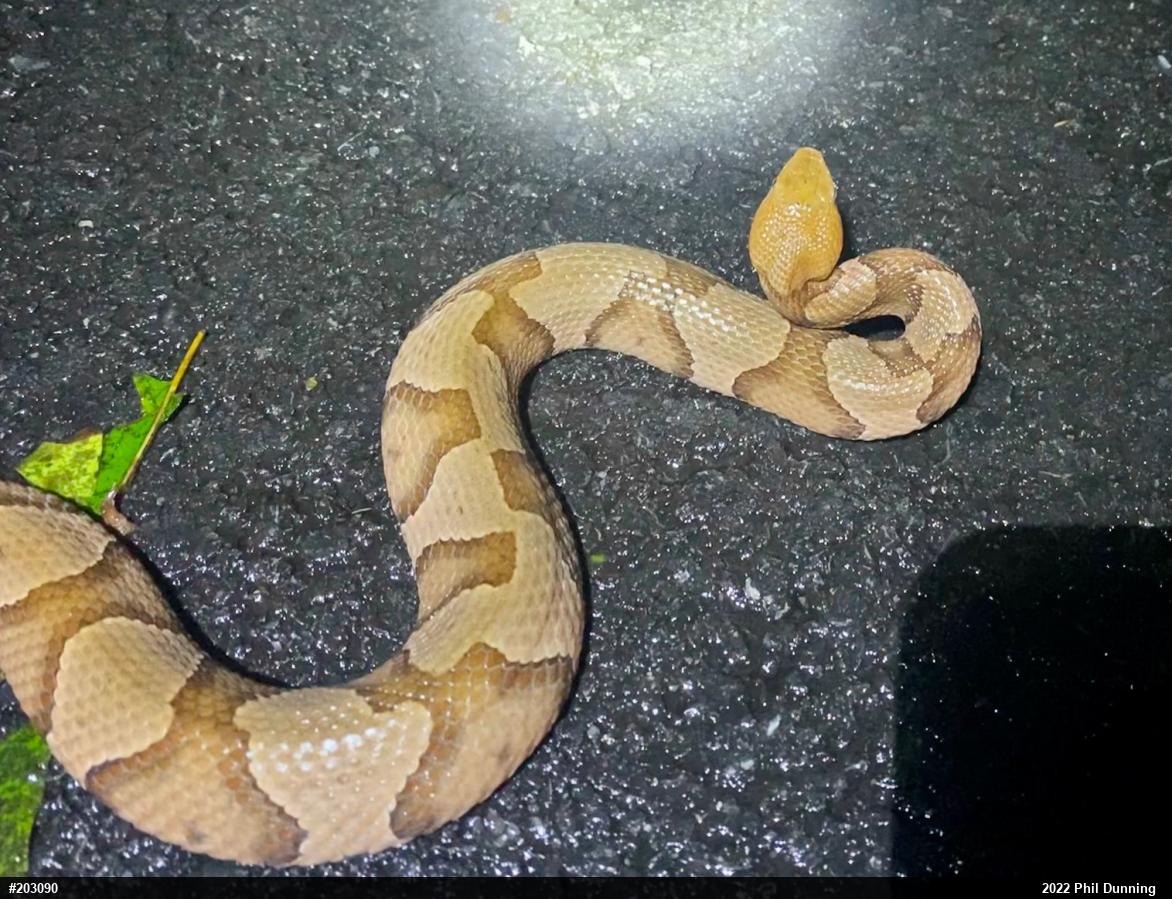 Northern Copperhead