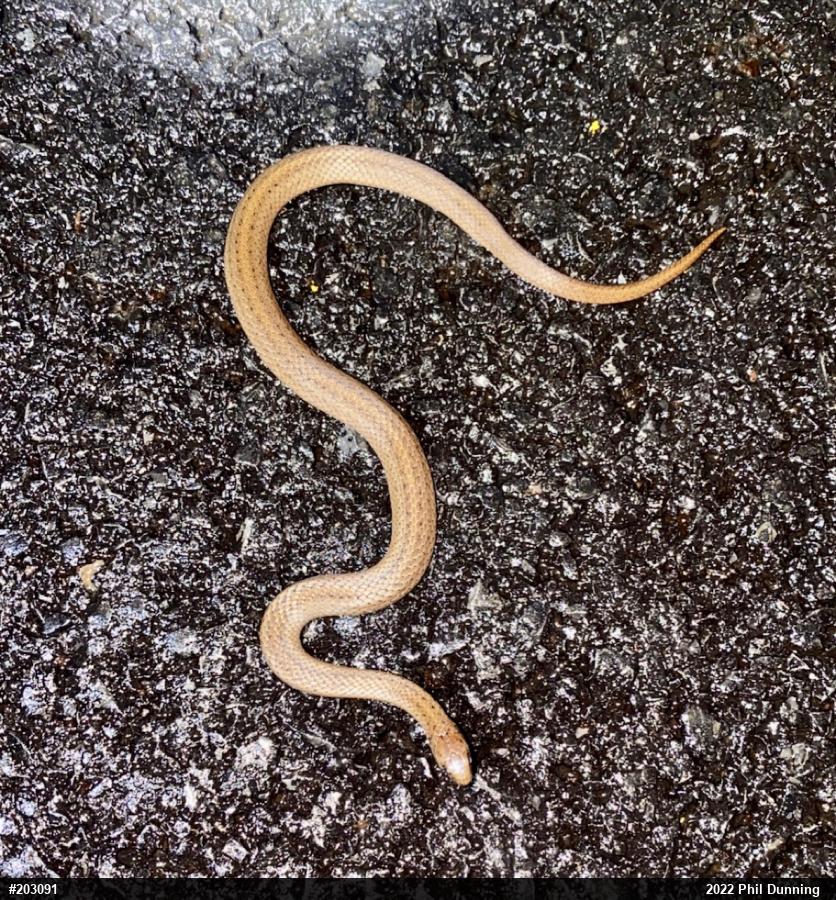 Mountain Earthsnake