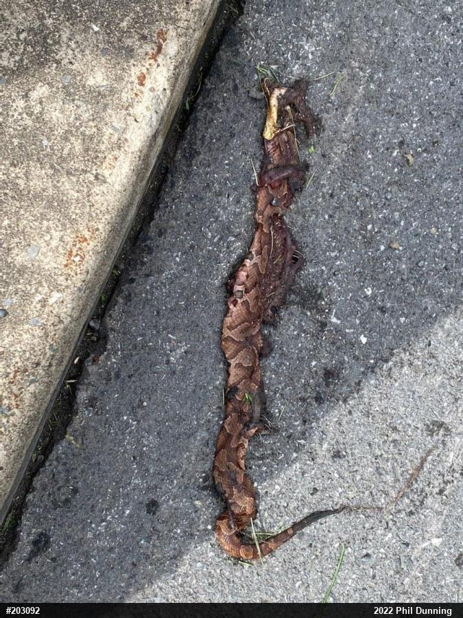 Northern Copperhead
