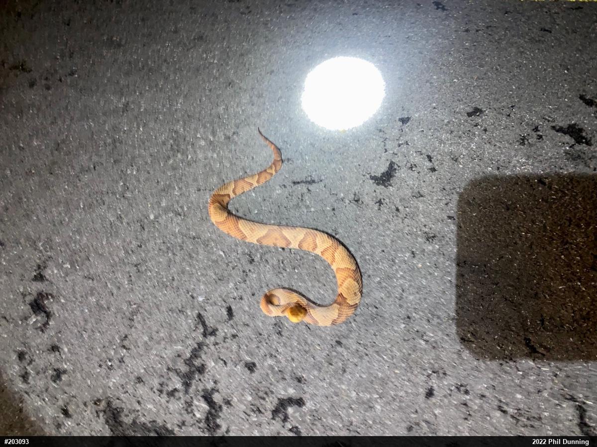 Northern Copperhead